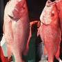 Red Snapper from tpwd.texas.gov
