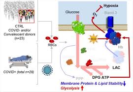 Blood Cell Damage In Covid 19 May Compromise Oxygen Transport
