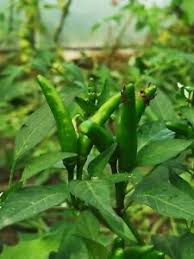 These are suppose to be a very mild but great tasting pepper. 30 Samen Chili Bird S Eye Sehr Scharf Grun Rot Essbar Thai Chili Facing Heaven Ebay
