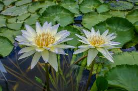 Image result for Nymphaea