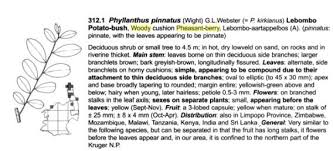 Image result for Phyllanthus pinnatus