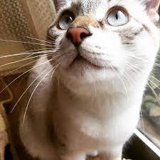 顔が近い 猫 猫画像 猫好きな人と繋がりたい 猫好きさんと繋がりたい 愛猫 本日のソラくん 猫 画像 猫 顔