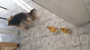 A friend of mine had 20 ducks. Rescued Ducklings Saved From Slaughter Become Best Friends With Dog Metro News