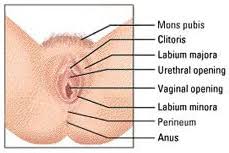 An intimate part, personal part or private part is a place on the human body which is customarily kept covered by clothing in public venues and conventional settings. Transgender Genital Anatomy Transgender Map
