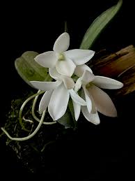 Image result for Aerangis stelligera