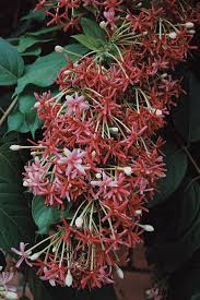 Image result for Combretum indicum