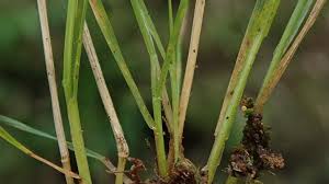 Image result for Agrostis quinqueseta