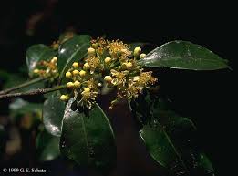 Image result for Erythroxylaceae