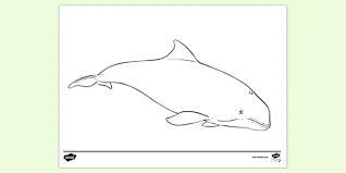 They can dive deep, more than 655 feet (200 meters), but usually stay near the surface, coming up about every 25 seconds to breathe with a distinctive puffing noise that. Free Harbour Porpoise Colouring Sheet Teacher Made