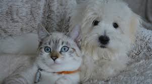 We emphasize preventive care and education as the cornerstone of your healthcare, and when injury or illness strike. Low Cost Services In Southern Maryland Keep Pets And Owners Together Re Max One