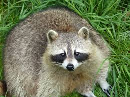 Hours, address, toronto zoo reviews: A Rainy Day At Toronto Zoo Brown Bear Travels