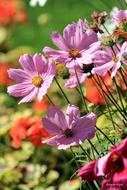 Pin On A A Flowers