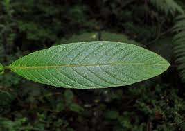 Image result for Bertiera