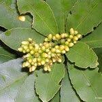 Image result for Hugonia platysepala