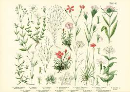 Image result for Caryophyllaceae