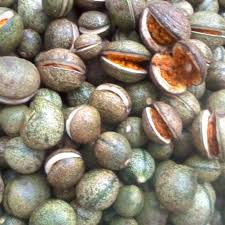 Image result for Voacanga africana