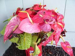 Anthurium Shipping How Anthurium Flowers Get From Hawaii To Your Home Anthurium Hawaii