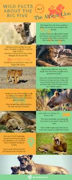 Wouldn't you love to know the actual name for a group of cats is a clowder. Wild Facts About The Big Five No 2 The African Lion Infographic Bookallsafaris Com