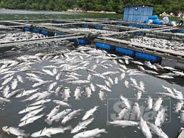 See full list on dof.gov.my Punca 50 000 Ikan Ternakan Mati Disiasat
