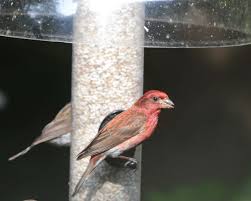They are small birds and need to build their nests in a safe haven. 3 Tips For Feeding Purple Finches The Zen Birdfeeder