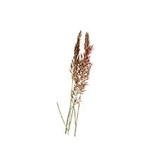 Image result for Melinis longiseta