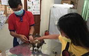 Where can i get free dog shots. Ilocos Norte Gov T Offers Free Anti Rabies Shots Castration Philippine News Agency