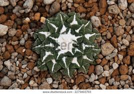 Image result for Kotschya carsonii