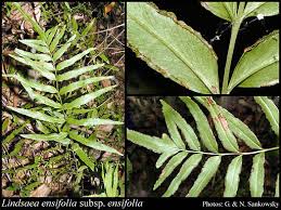 Image result for Lindsaea ensifolia