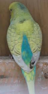 Maybe you would like to learn more about one of these? Spangle Budgie