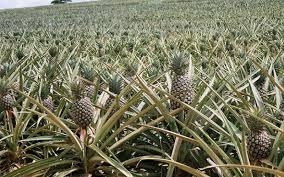 Maybe you would like to learn more about one of these? Farmer Gets Help In Moving 125 000 Pineapples After Viral Video Free Malaysia Today Fmt