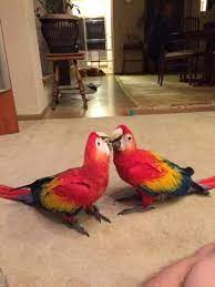 210 Parrots Ideas Pet Birds Parrot Beautiful Birds