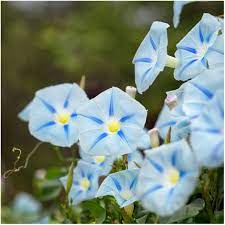 Blue Star Morning Glory Seeds Ipomoea Tricolor Morning Glory Seeds Garden Vines Morning Glory Flowers