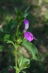 Image result for Dicliptera transvaalensis