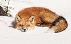 Pin On Jejee Fox Sleeping Select from premium sleeping fox of the highest quality. pin on jejee fox sleeping