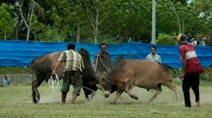 Maybe you would like to learn more about one of these? Peupok Leumo