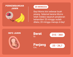 Ketika memasuki usia 4 bulan, bayi sudah mulai dapat bergerak, mendengarkan suara, hingga tertidur. Hamil Usia 20 Minggu Seperti Apa Kondisi Si Kecil Dalam Rahim Inspirasi Shopee