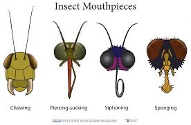 September Means Back To School Educator Resources And The Great Insect Fair Penn State Pesticide Education Blog Arthropods Insect Mouthparts Insects