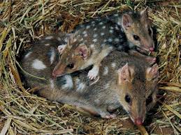 Fuzzy approach to model habitat suitability for dromiciops gliroides. Monito Del Monte Wallpapers Wallpaper Cave