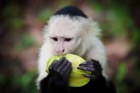 Puppy turns angry and makes the monkey. Monkey Meeting Puppies For The First Time Will Melt Your Heart Video