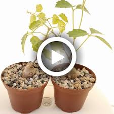 Image result for Cyphostemma adenocaule