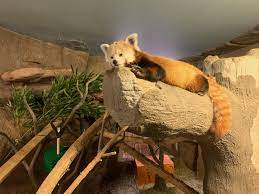 Please Follow Iloveredpandas New Red Pans Have Arrived At The Hogle Zoo In Salt Lake City Ut Redpanda Panda Cutebear Bear Animal Firefox Panda Pandabea