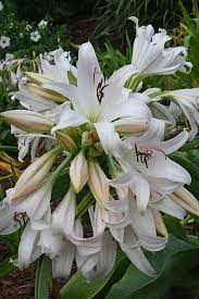Image result for Crinum aurantiacum
