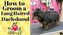Groomed Long Haired Dachshund Haircut