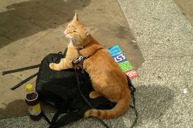 Bob The Big Issue Cat Cats Cats And Kittens Street Cat Bob
