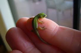 The gold dust day gecko is a diurnal gecko that lives in northern madagascar. LiÊ»i Premature Gold Dust Day Gecko Hatchling Gecko Hatchling Premature