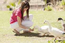 Check spelling or type a new query. Can Ducks Eat Chicken Feed Duck Feeding 101