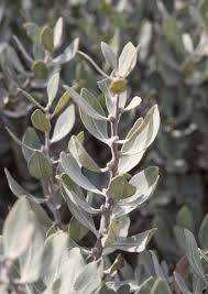Image result for Searsia tomentosa