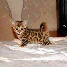 I M Cat Or Tiger Kittens Cutest Beautiful Kittens Cute Animals