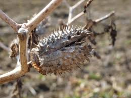 Image result for durman obecný plod