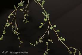 Image result for Corbichonia decumbens